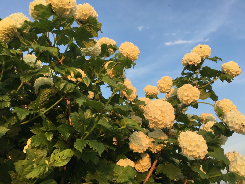 Frühling Frühlingsbilder der Wetterstation Brachwitz